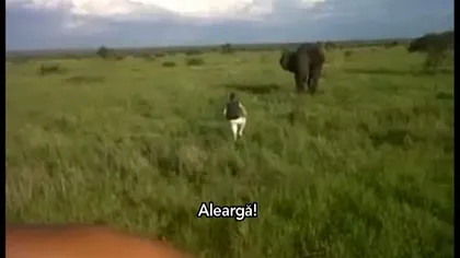 Un turist îşi măsoară forţele cu un elefant: Vezi cine e mai tare! VIDEO