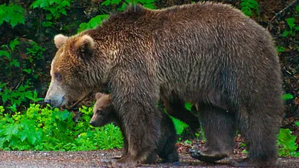 Femeie atacată de un urs în timp ce culegea ciuperci