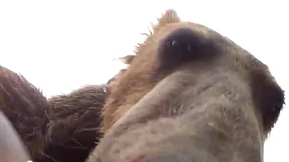 În gura ursului: Cum este să fii mâncat de un grizzly VIDEO