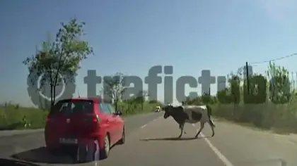 IMAGINI INCREDIBILE: O maşină a intrat în plin într-o vacă care traversa DN 2