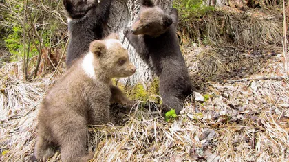 Trei ursuleţi simpatici, adăpostiţi la Centrul pentru Reabilitarea Urşilor Orfani din Harghita FOTO