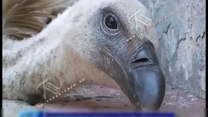 Un vultur african s-a rătăcit în România VIDEO