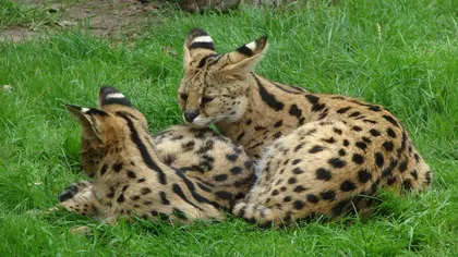 Cea mai scumpă pisică din lume: Arată ca un ghepard şi se comportă aproape ca un câine FOTO
