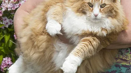 Cea mai grasă pisică: Felina care a ajuns obeză pentru că fura mâncare FOTO