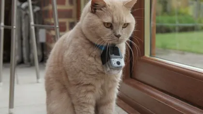 Viaţa secretă a pisicilor: Ce pozne fac felinele pe la spatele stăpânilor VIDEO