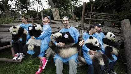 Backstreet Boys au cântat serenade ursuleţilor panda VIDEO