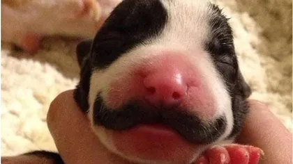 Un căţel cu adevărat gentleman: Câinele cu mustaţă FOTO