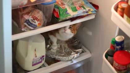 Curiozitatea pisicilor nu are limite: Ce se întâmplă atunci când se strecoară în frigider FOTO