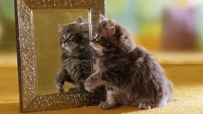 Cele mai AMUZANTE animale de companie. Cum reacţionează căţeii şi pisicile în faţa oglinzii VIDEO