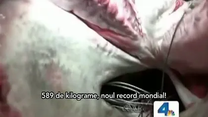 MONSTRU al mării, capturat de nişte pescari: 589 de kilograme, noul record MONDIAL VIDEO