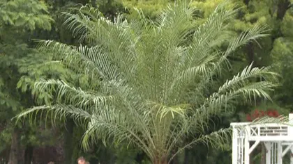 Timişoara, ca Miami: Bulevardele sunt străjuite de palmieri  VIDEO