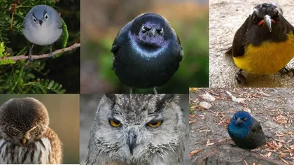 ANGRY BIRDS, varianta din COPAC. Vezi cum arată cele mai FURIOASE păsări din lume FOTO