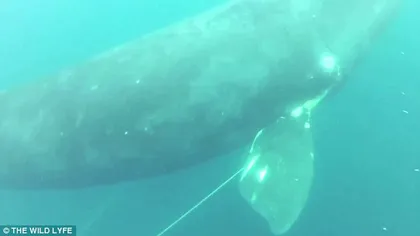 Momentul emoţionant în care un pescar eliberează o balenă imensă VIDEO