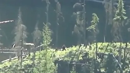 O creatură misterioasă, filmată în pădurile din Canada VIDEO