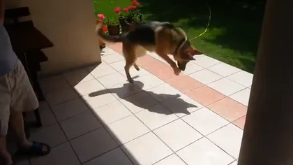 Un câine se luptă din răsputeri cu...umbra sa VIDEO