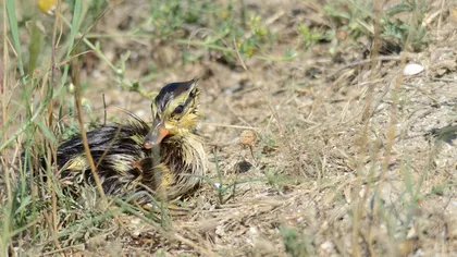 Cum rămânem fără păsări: Braconierii ucid chiar şi bobocii de raţă sălbatică FOTO