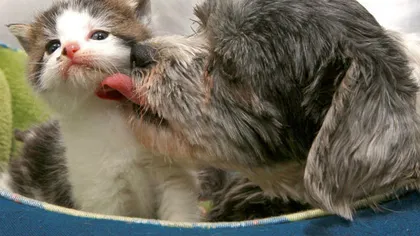 Dragoste necondiţionată: O căţeluşă maidaneză a adoptat un pui de pisică FOTO