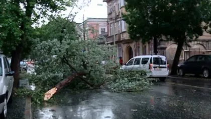 Rupere de nori în Bucureşti: 20 de copaci şi un stâlp de electricitate, doborâţi de furtună