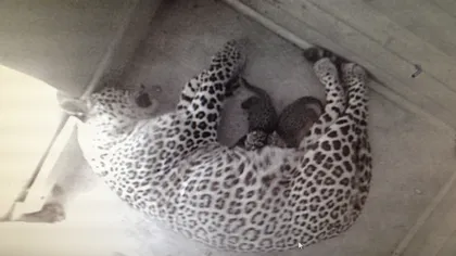 Eveniment inedit: Doi pui de leopard persan s-au născut în Rusia FOTO