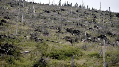 Lucia Varga: Pădurile României, distruse cu complicitatea multor angajaţi silvici