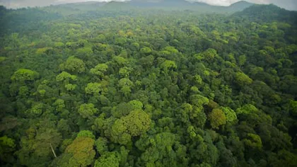 Pădurile tropicale vor absorbi tot mai puţin dioxid de carbon ca urmare a schimbărilor climatice