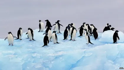 O colonie de 1,5 milioane de pinguini Adelie, descoperită în Antarctica