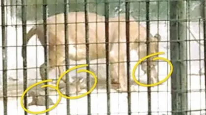 DSV Dolj: Cei patru pui de leu de la Zoo au fost născuţi prematur şi au murit în primele 12 ore