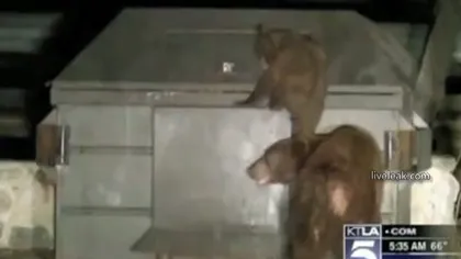 Pui de urs blocat în ghena de gunoi