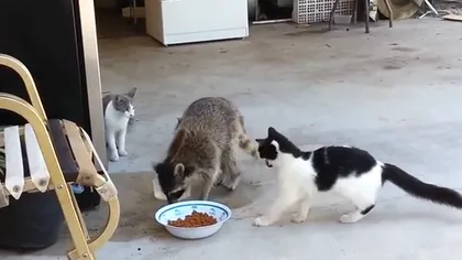 Un jaf perfect: Un raton fură mâncarea unor pisici şi părăseşte scena într-un mod neaşteptat VIDEO