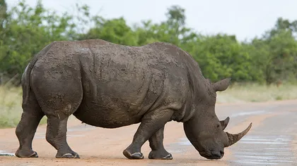 Situaţie gravă pentru rinocerii din Zimbabwe: Specia este ameninţată cu dispariţia