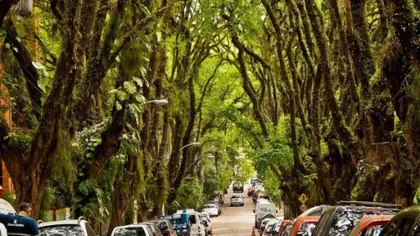 Cea mai frumoasă stradă din lume: O oază în mijlocul unui oraş brazilian FOTO