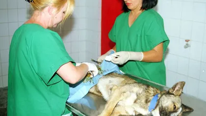 Proprietarii de câini din Bucureşti, obligaţi să-şi sterilizeze patrupedele pe banii lor