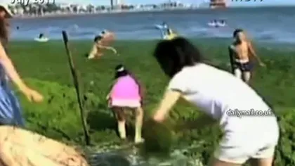 Spectacol VERDE: O plajă din China a fost complet acoperită de alge şi iarbă de mare VIDEO