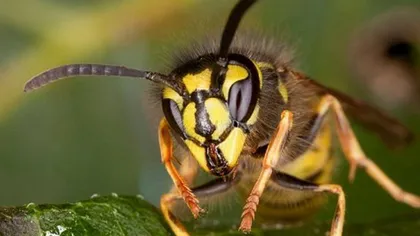 Un bărbat din Prahova a murit după ce a fost înţepat de viespi