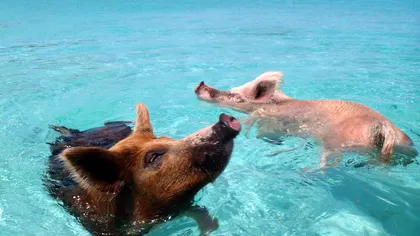 În Bahamas până şi porcii înoată VIDEO