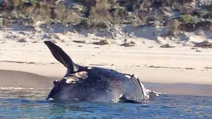 O balenă australă, o specie rară, a eşuat în Australia cu multe răni provocate de rechini
