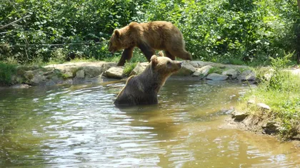 Sanctuarul urşilor de la Zărneşti poate fi admirat dintr-un trenuleţ special VIDEO