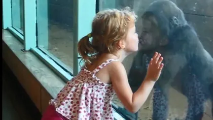 Adorabil: Un pui de gorilă jucăuş primeşte un pupic de la o fetiţă VIDEO