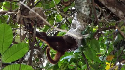 Momentul incredibil în care un şarpe boa înghite o maimuţă întreagă VIDEO