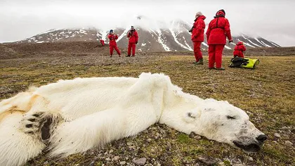 Dovada şocantă a încălzirii globale: Ursul polar care a murit de foame FOTO