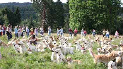 Pajiştea cu...câini: Sute de căţei care arată la fel, strânşi într-un singur loc FOTO