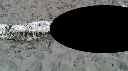 O creatură HIDOASĂ, descoperită pe o plajă din Spania. Turiştii au jurat că e din altă lume FOTO