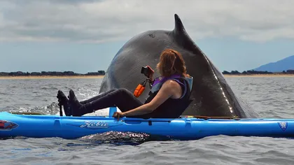 Momentul incredibil în care o balenă cu cocoaşă a ieşit lângă doi oameni în caiac FOTO