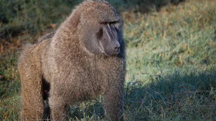 Babuinii dintr-o grădină zoo uimesc cercetătorii. Nimeni nu ştie să explice ce se întâmplă cu ei