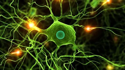Celule neuronale care influenţează simţul direcţiei şi al orientării, descoperite de cercetători
