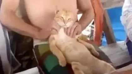 Cea mai răsfăţată pisică: Cum îi face masaj stăpânul VIDEO