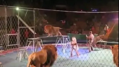 Momente de GROAZĂ la circ. Dresorii de LEI, ATACAŢI de feline în timpul spectacolului VIDEO
