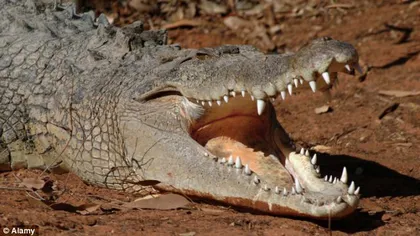 Ucis de un crocodil, chiar de ziua sa. Incidentul care a îngrozit Australia