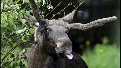 Cel mai amuzant raport al POLIŢIEI SUEDEZE: Cinci elani beţi se arată ameninţători faţă de un rezident