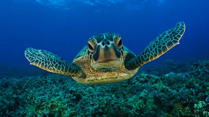 Situaţie critică: Broaştele ţestoase de mare înghit tot mai multe deşeuri